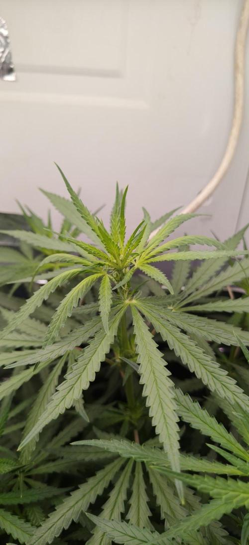 Special Kush 1 de Royal Queen Seeds. Week 9
