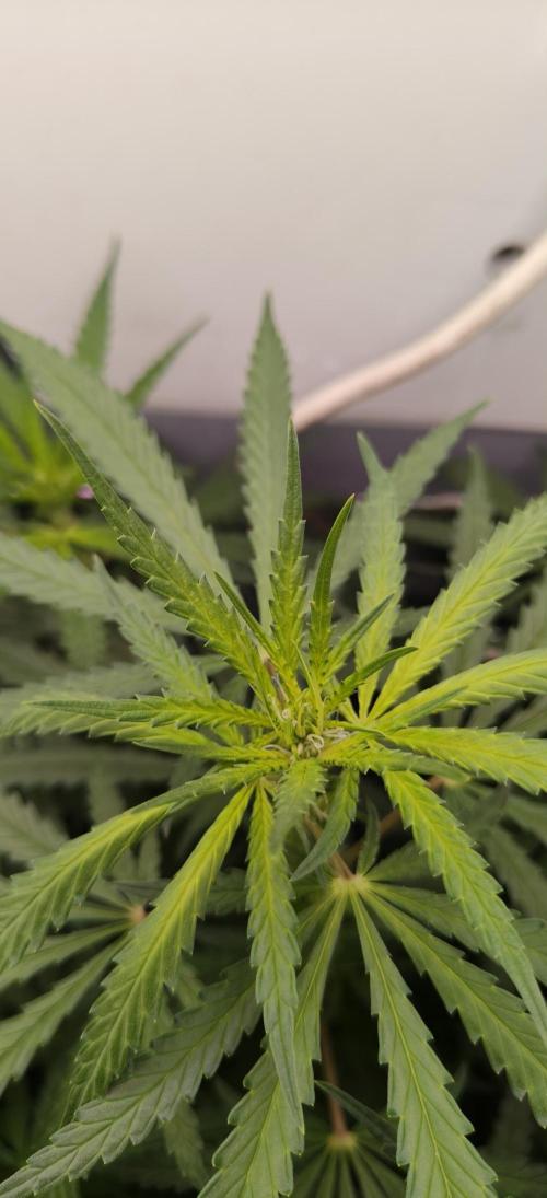 Special Kush 1 de Royal Queen Seeds. Week 9