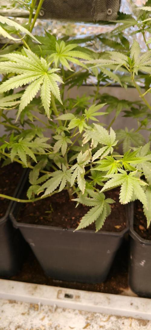 Special Kush 1 de Royal Queen Seeds. Week 9