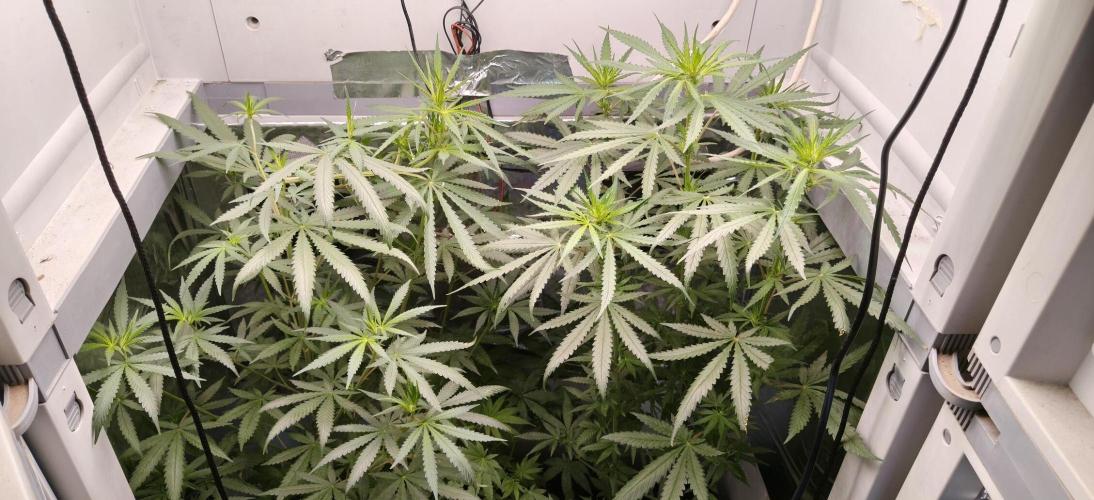 Special Kush 1 de Royal Queen Seeds. Week 9