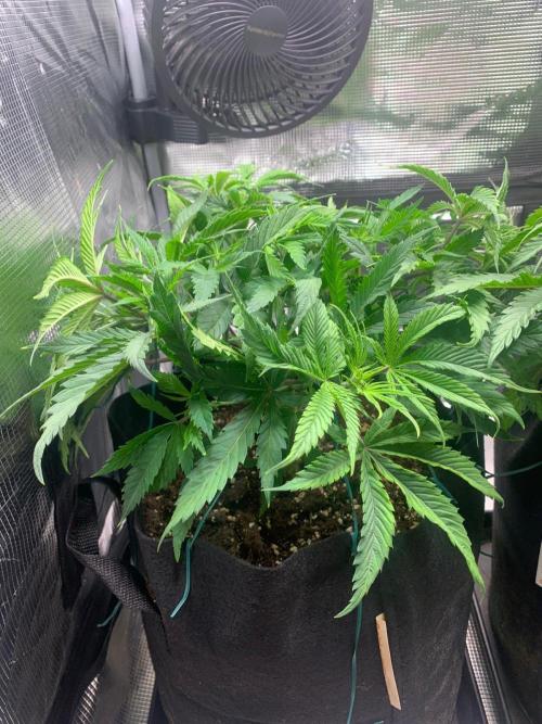 Mexican Candy. Week 5