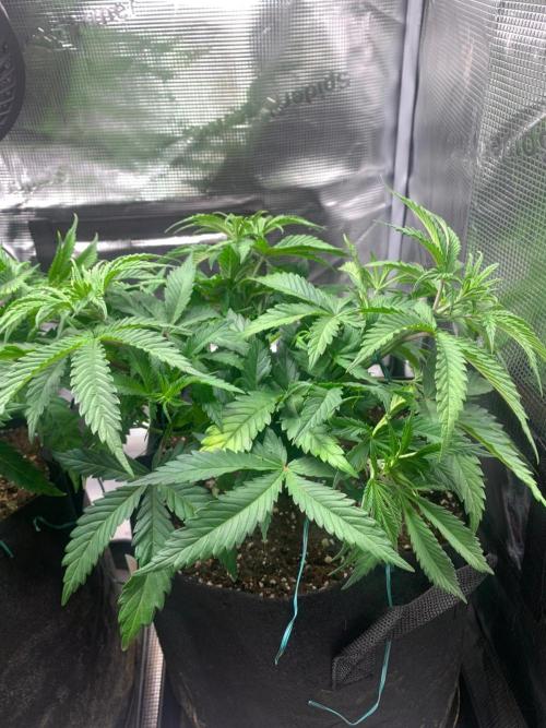 Mexican Candy. Week 5