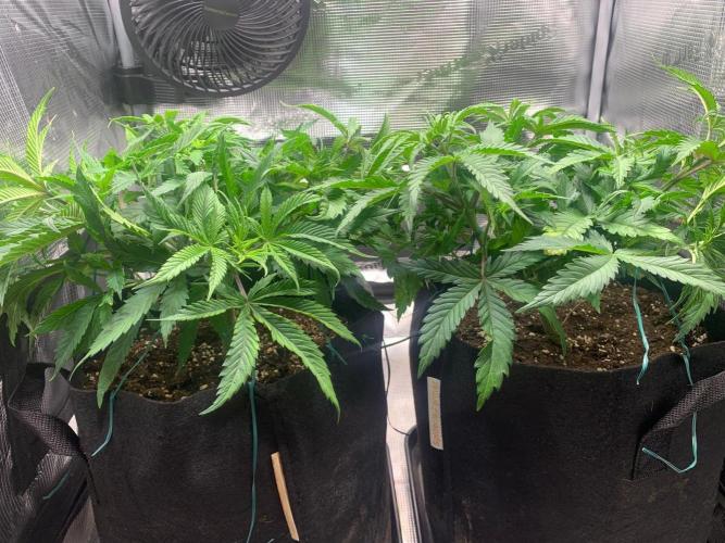 Mexican Candy. Week 5