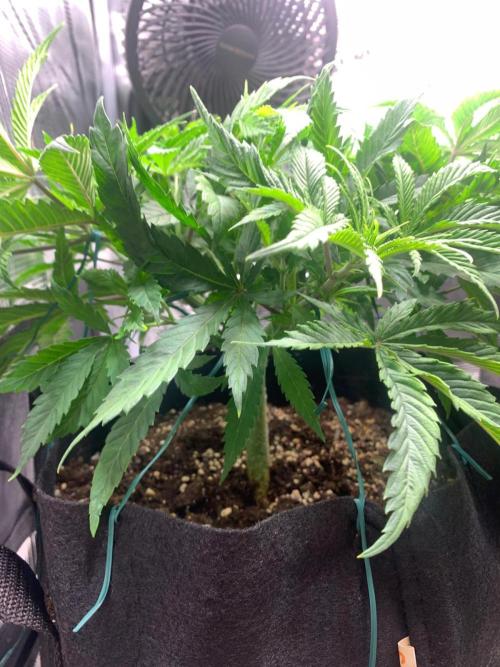 Mexican Candy. Week 5