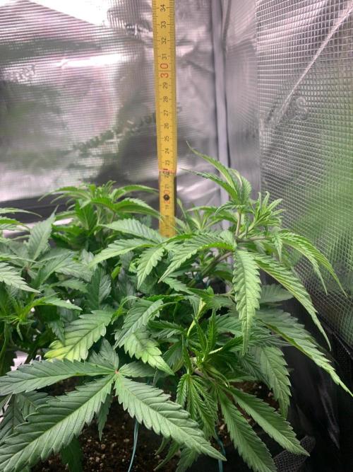 Mexican Candy. Week 5