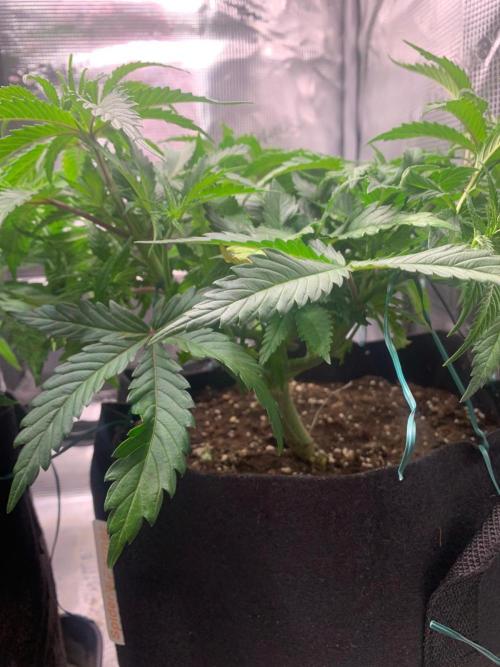 Mexican Candy. Week 5