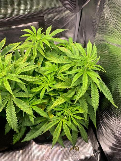 Mexican Candy. Week 7