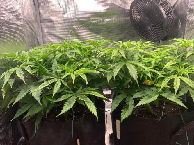 Mexican Candy. Week 7