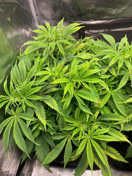 Mexican Candy. Week 7