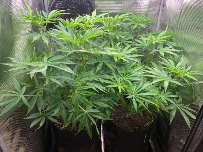 Mexican Candy. Week 8