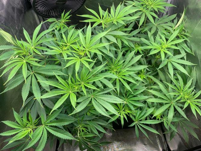 Mexican Candy. Week 8