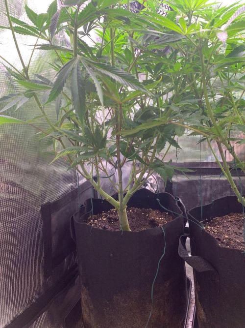 Mexican Candy. Week 8