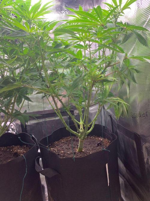 Mexican Candy. Week 8