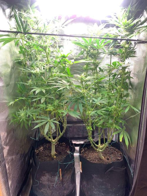 Mexican Candy. Week 11