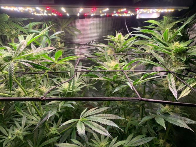 Mexican Candy. Week 11