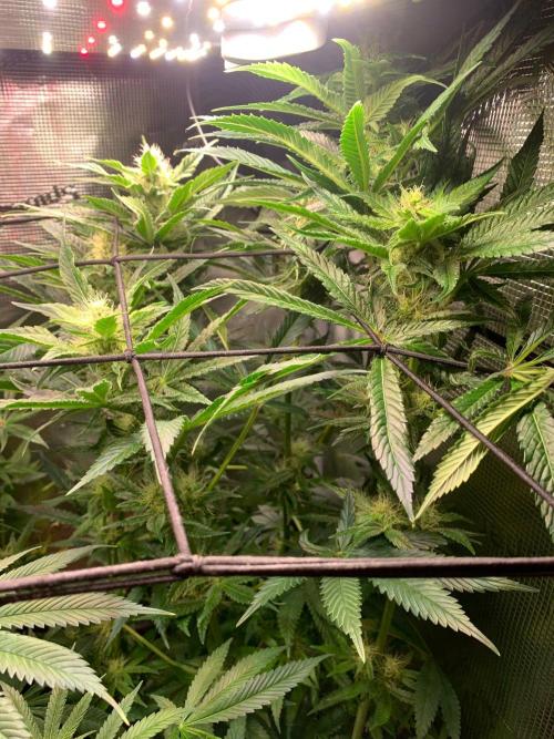 Mexican Candy. Week 11