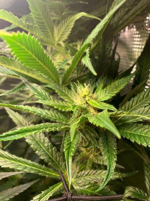 Mexican Candy. Week 11