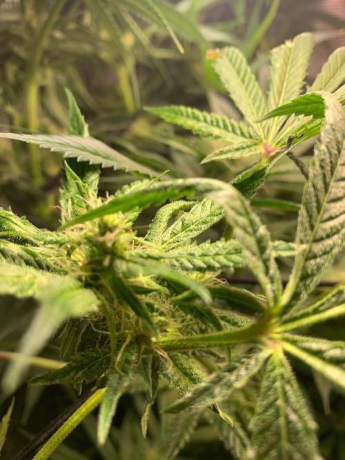 Mexican Candy. Week 11