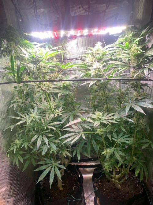 Mexican Candy. Week 12