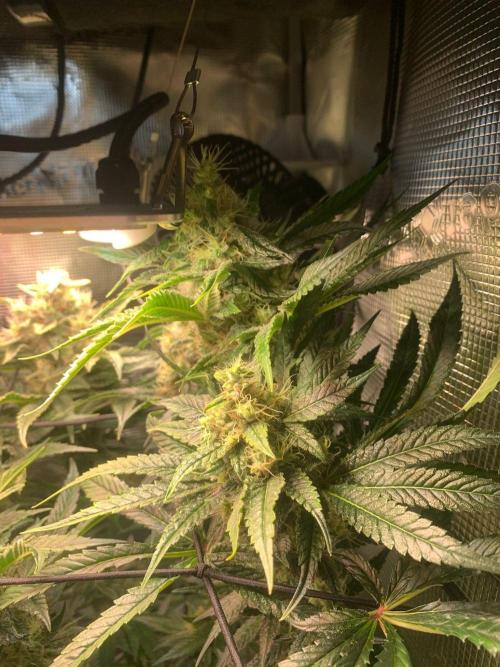 Mexican Candy. Week 13