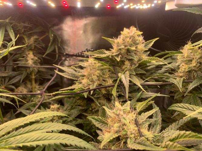 Mexican Candy. Week 13