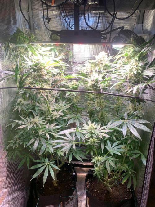 Mexican Candy. Week 13