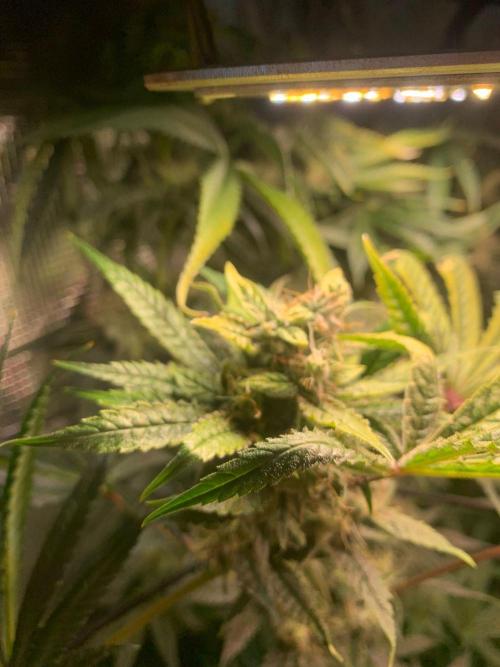 Mexican Candy. Week 13