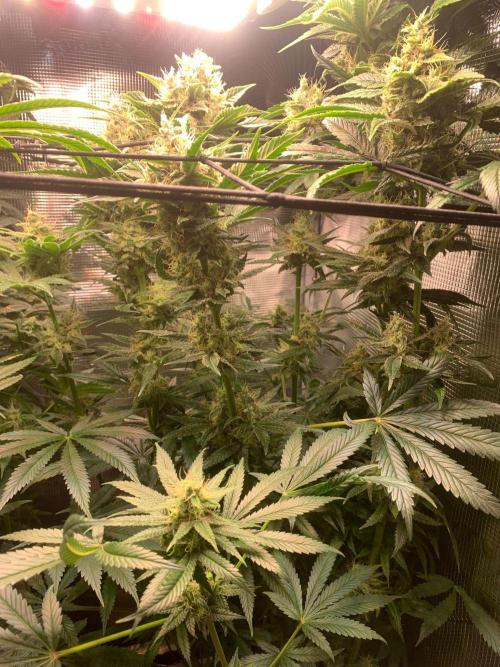 Mexican Candy. Week 13