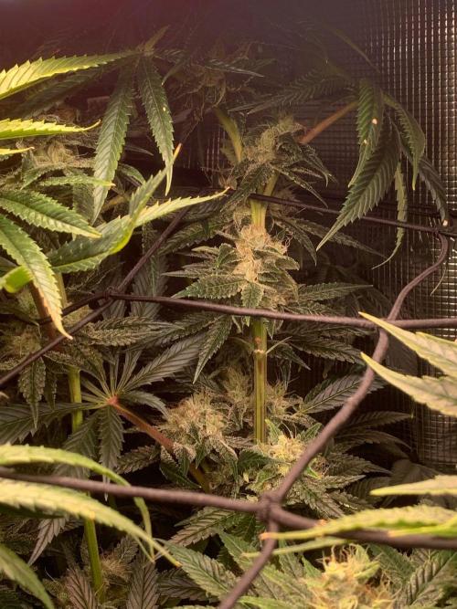 Mexican Candy. Week 13