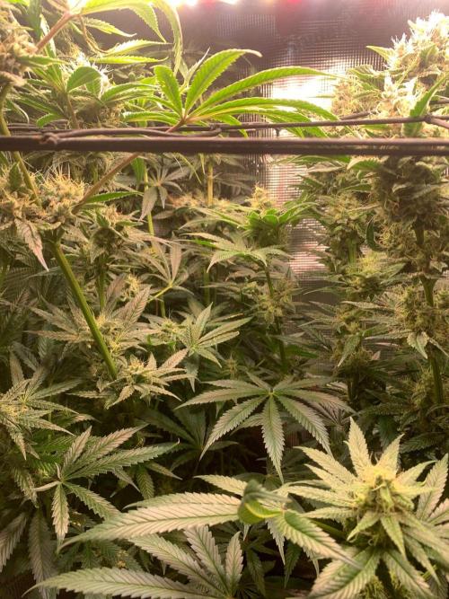 Mexican Candy. Week 13