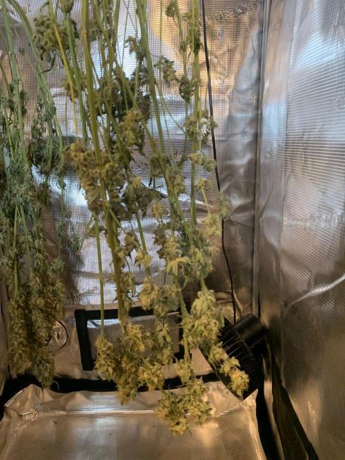 Mexican Candy. Week 14