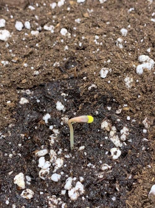 2Fast4Buds Mix Pack Auto. Week 0