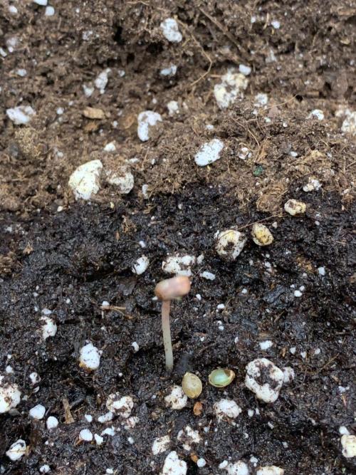 2Fast4Buds Mix Pack Auto. Week 0