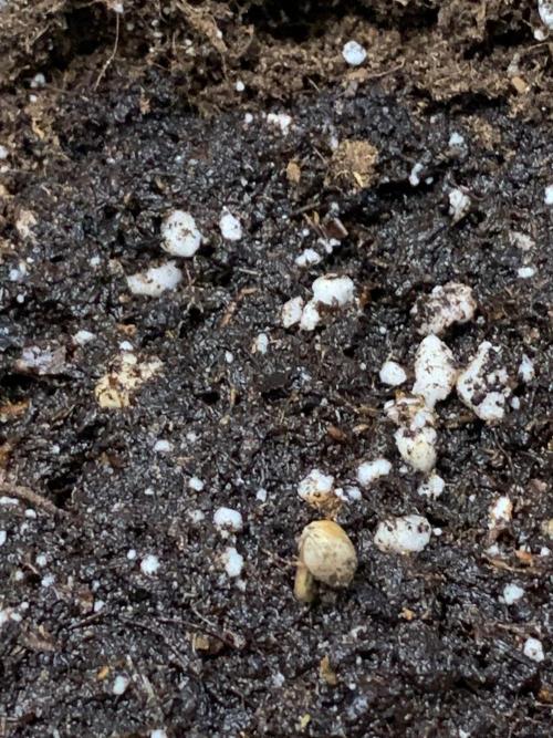 2Fast4Buds Mix Pack Auto. Week 0