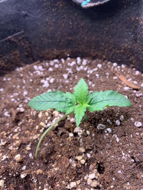 2Fast4Buds Mix Pack Auto. Week 1