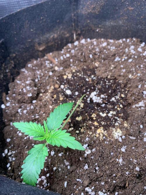 2Fast4Buds Mix Pack Auto. Week 1