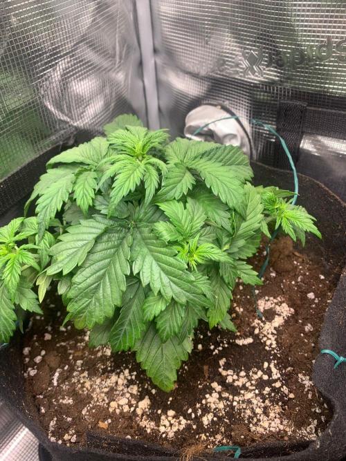 2Fast4Buds Mix Pack Auto. Week 2