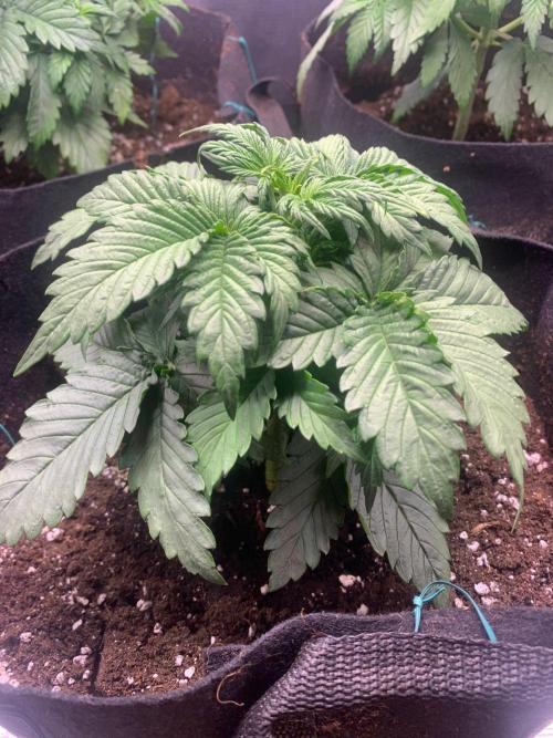 2Fast4Buds Mix Pack Auto. Week 2