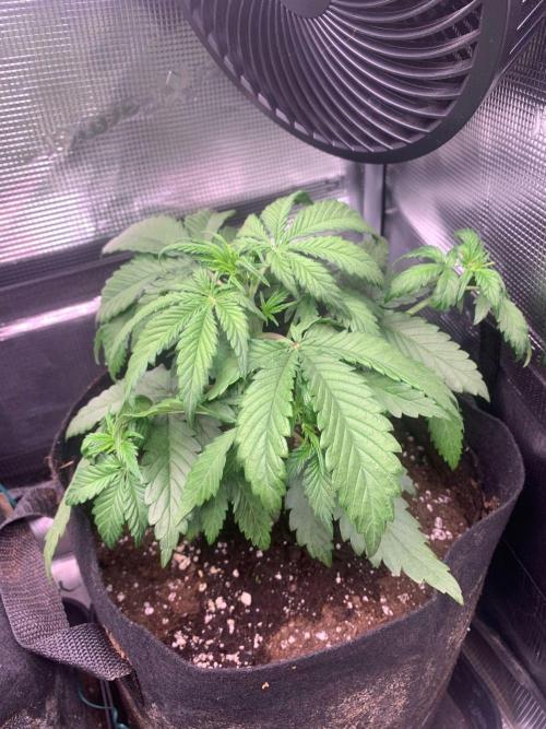 2Fast4Buds Mix Pack Auto. Week 2