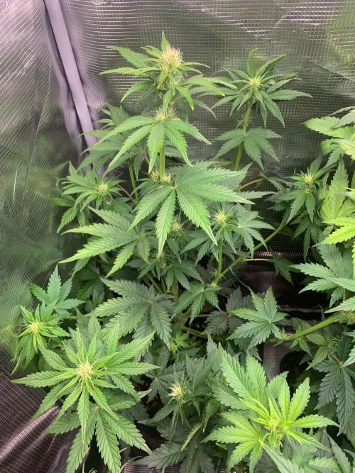 2Fast4Buds Mix Pack Auto. Week 4