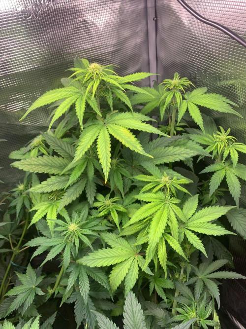 2Fast4Buds Mix Pack Auto. Week 4