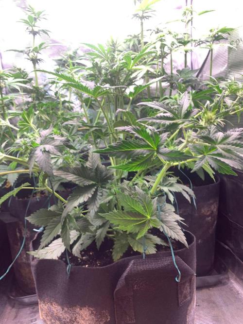 2Fast4Buds Mix Pack Auto. Week 4