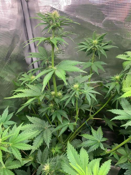 2Fast4Buds Mix Pack Auto. Week 4