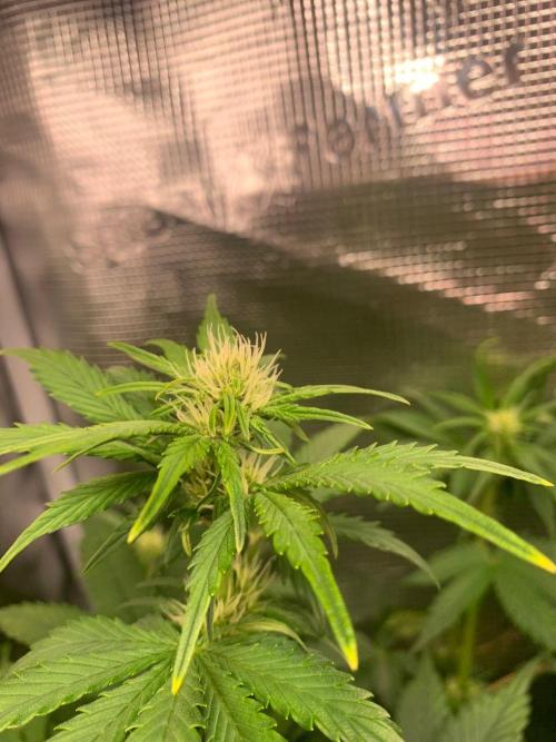 2Fast4Buds Mix Pack Auto. Week 4