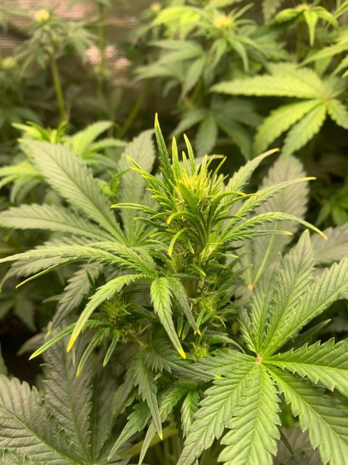 2Fast4Buds Mix Pack Auto. Week 4