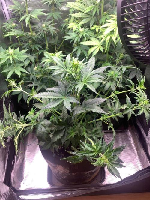2Fast4Buds Mix Pack Auto. Week 4