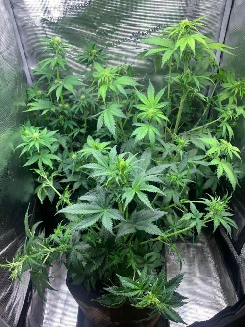 2Fast4Buds Mix Pack Auto. Week 4