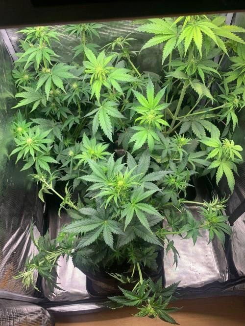 2Fast4Buds Mix Pack Auto. Week 4