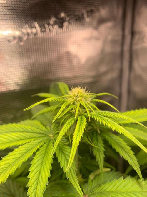 2Fast4Buds Mix Pack Auto. Week 4