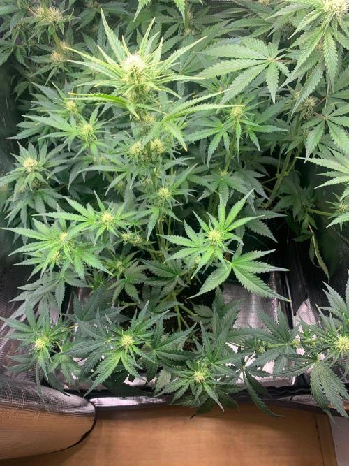 2Fast4Buds Mix Pack Auto. Week 5